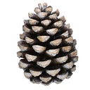 Pommes de pin